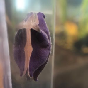 Meet your Posher, Clarisa